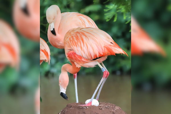 Casal de flamingos machos adota ovo e cria filhote em zoo