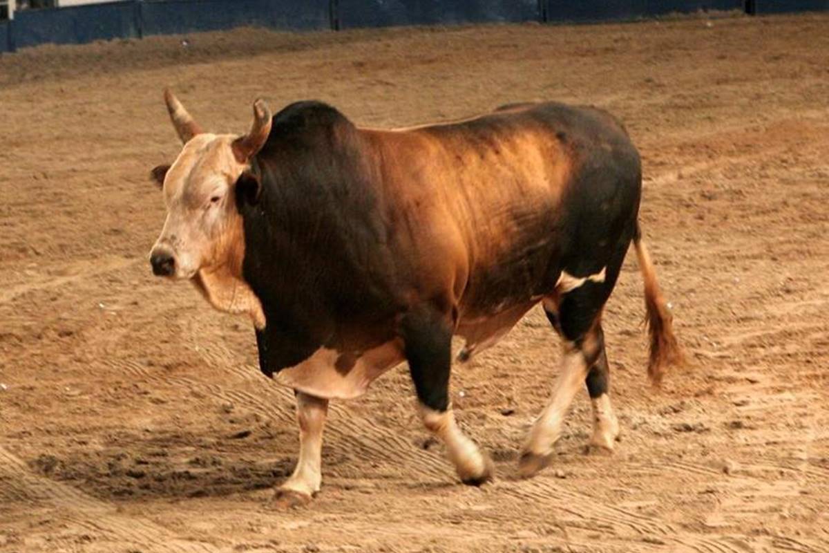 Estrela de América está enterrada no Parque do Peão de Barretos