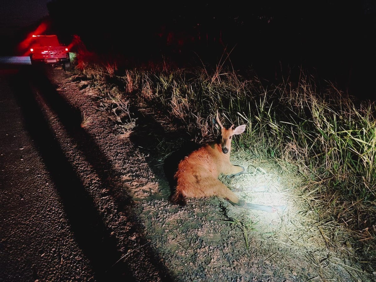 Polícia Ambiental resgata cervo-do-pantanal atropelado em estrada vicinal em Panorama | Presidente Prudente e Região