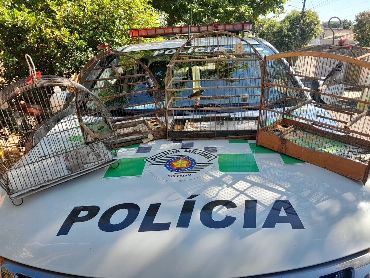 Polícia Ambiental resgata seis aves silvestres de cativeiro e aplica multas de R$ 7,2 mil contra infratores | Presidente Prudente e Região