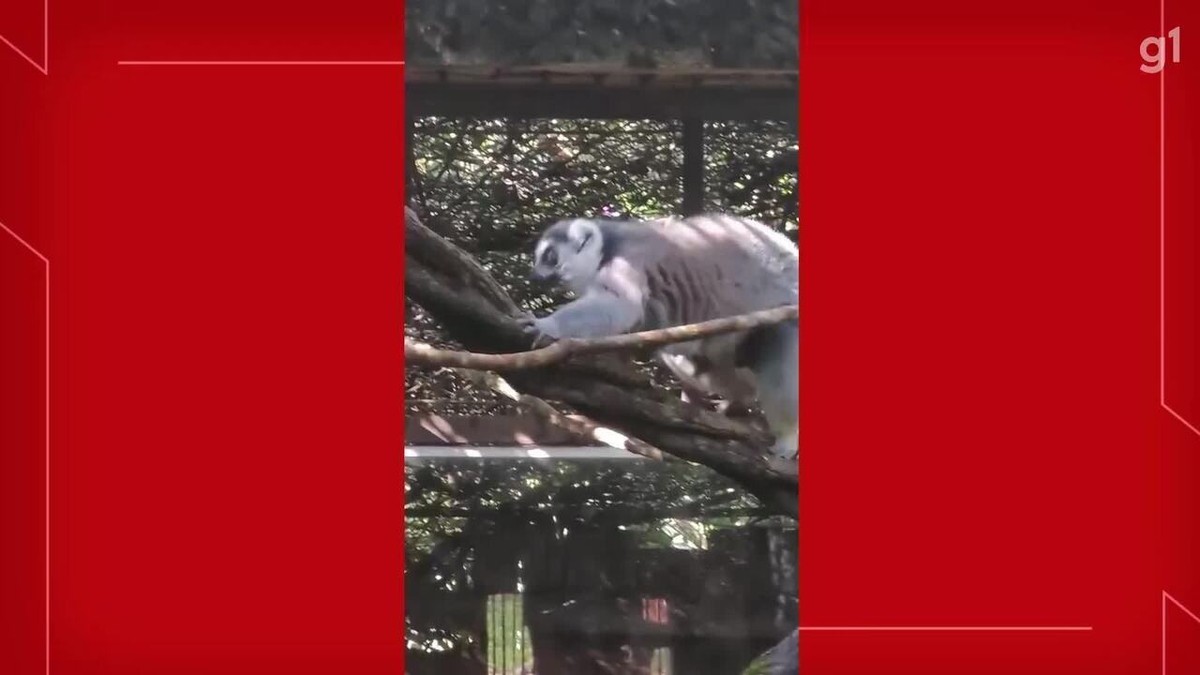 VÍDEO: Espécie ameaçada de extinção que inspirou personagens da animação Madagascar já pode ser visitada no Zoo de Brasília