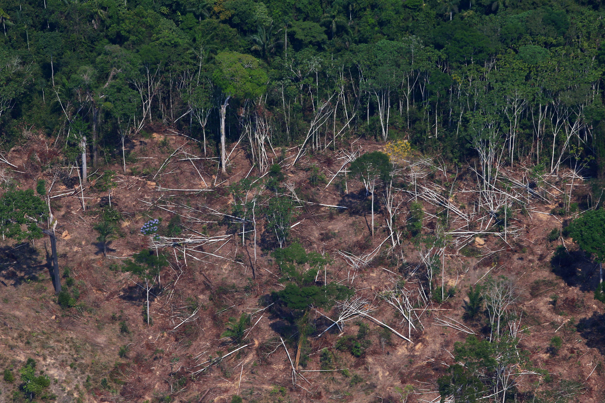 AGU pede R$ 635 mi por dano climático no Pará – 16/09/2024 – Ambiente