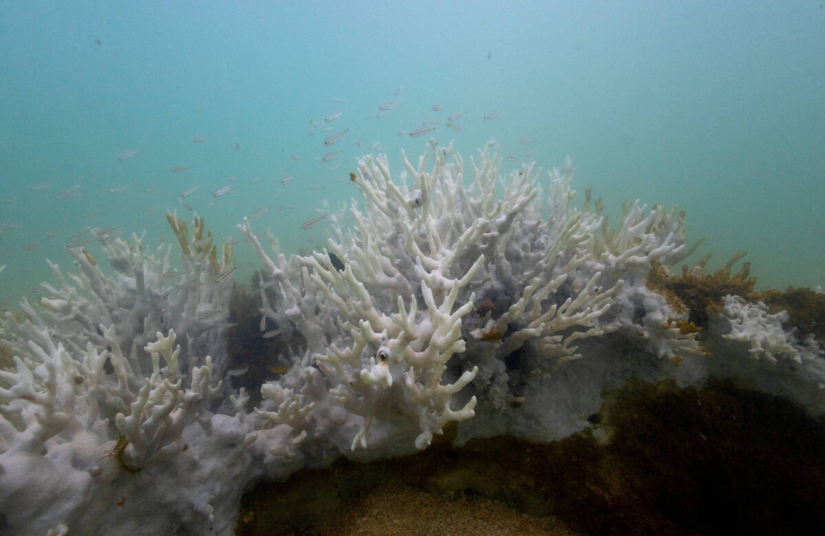 Acidificação dos oceanos superará em breve ponto crítico – 23/09/2024 – Ambiente