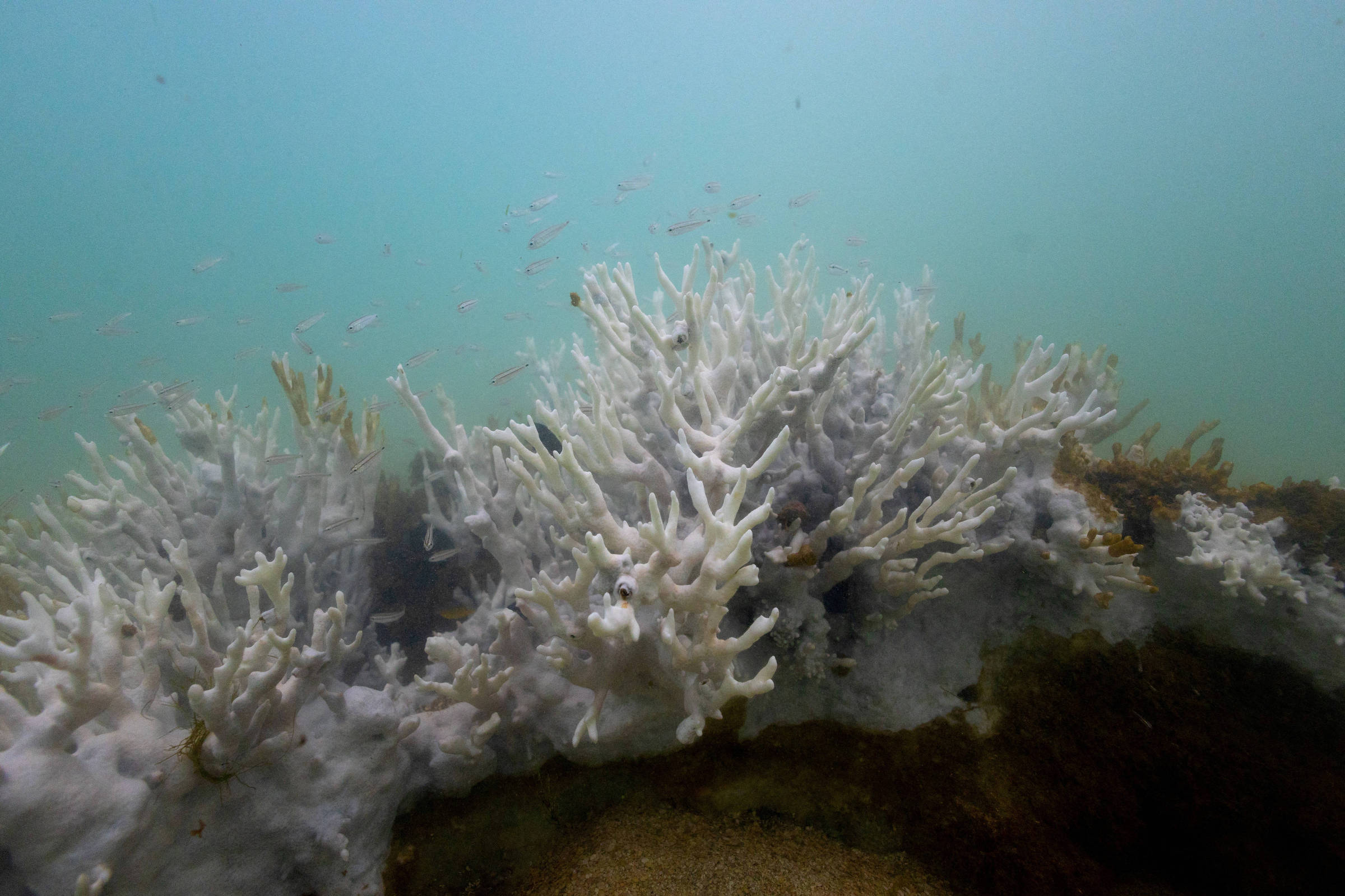 Acidificação dos oceanos superará em breve ponto crítico – 23/09/2024 – Ambiente