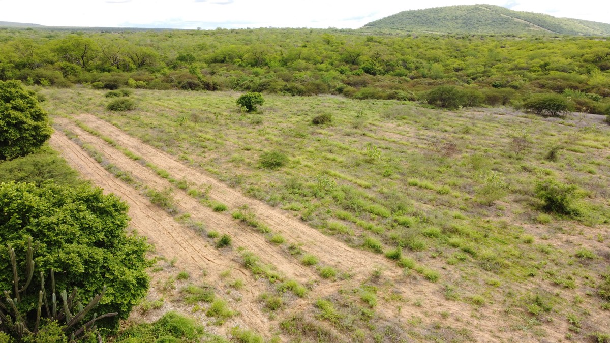 Agroecologia e 'recaatingamento' transformam paisagem e vida de famílias no Sertão