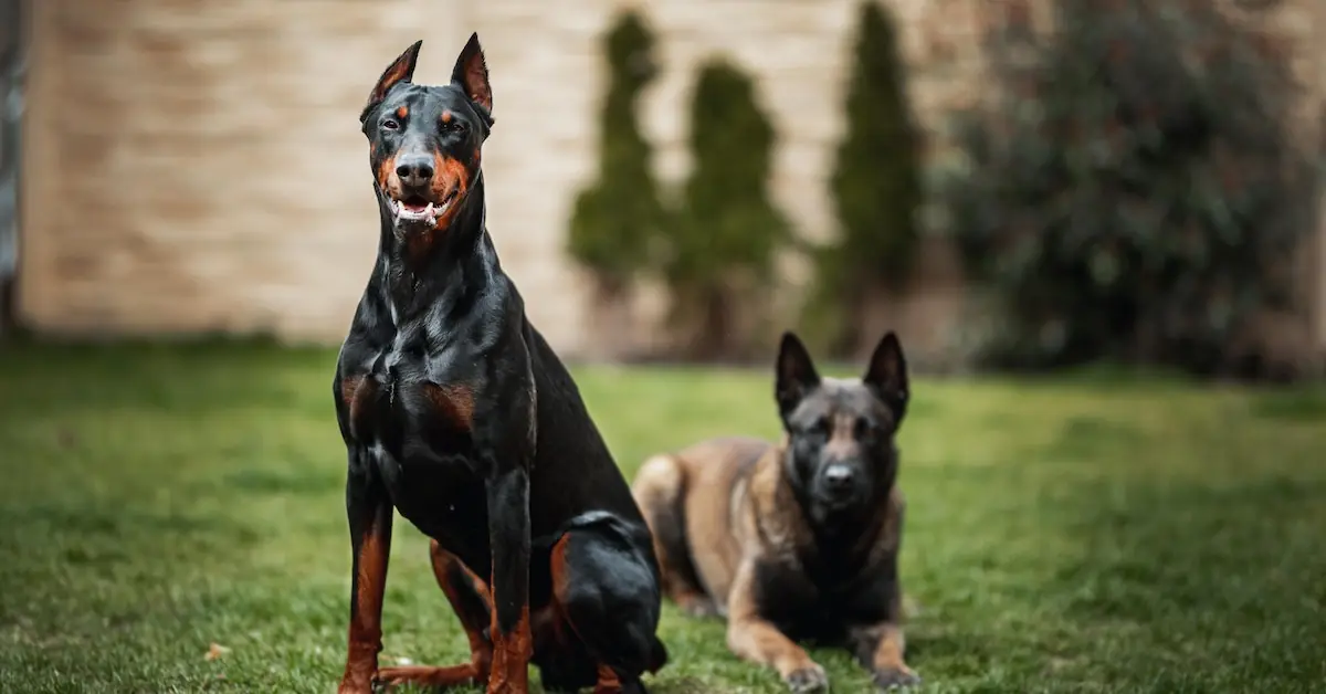 As 10 raças de cachorro mais "bravas" do mundo