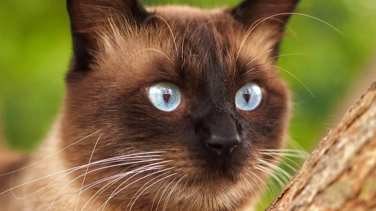 As raças de gatos que vivem durante mais tempo, segundo a Ciência