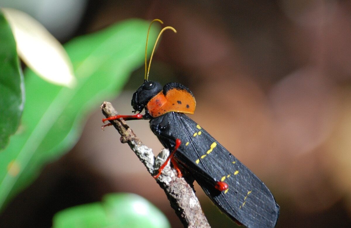 Biodiversidade vertical: pesquisadores fazem descobertas sobre insetos que habitam copa das árvores na Amazônia | Amazônia