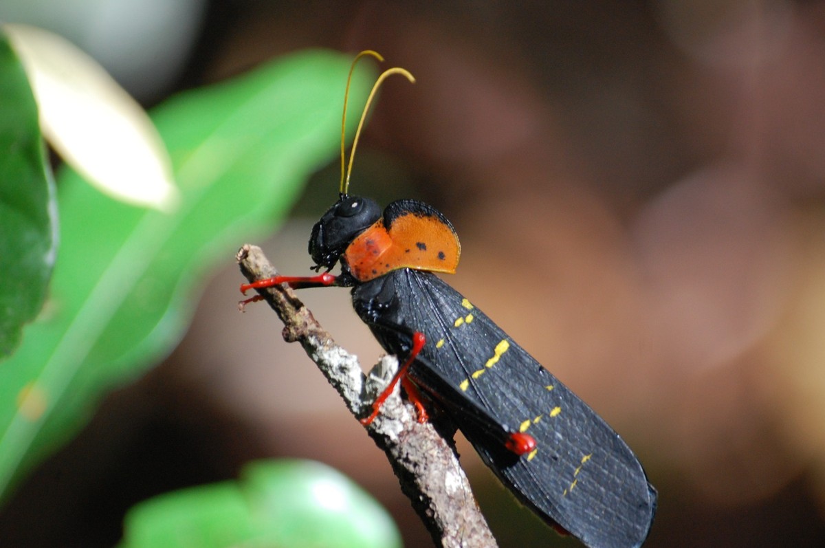 Biodiversidade vertical: pesquisadores fazem descobertas sobre insetos que habitam copa das árvores na Amazônia | Amazônia