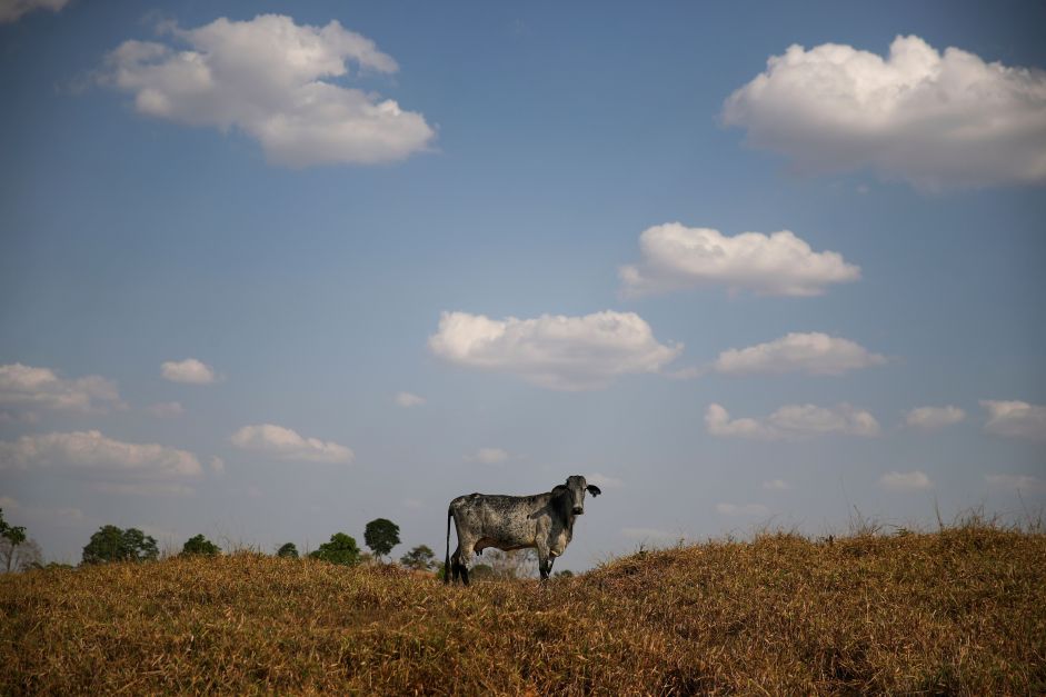 Brasil vai destinar US$ 1,3 bi do Fundo Clima para recuperar pastagens