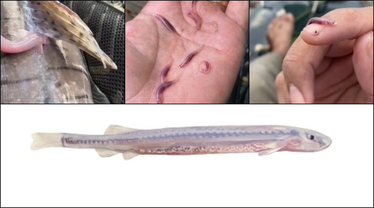 Candiru: conheça mitos e verdades por trás do 'peixe-vampiro' que penetra orifícios do corpo humano