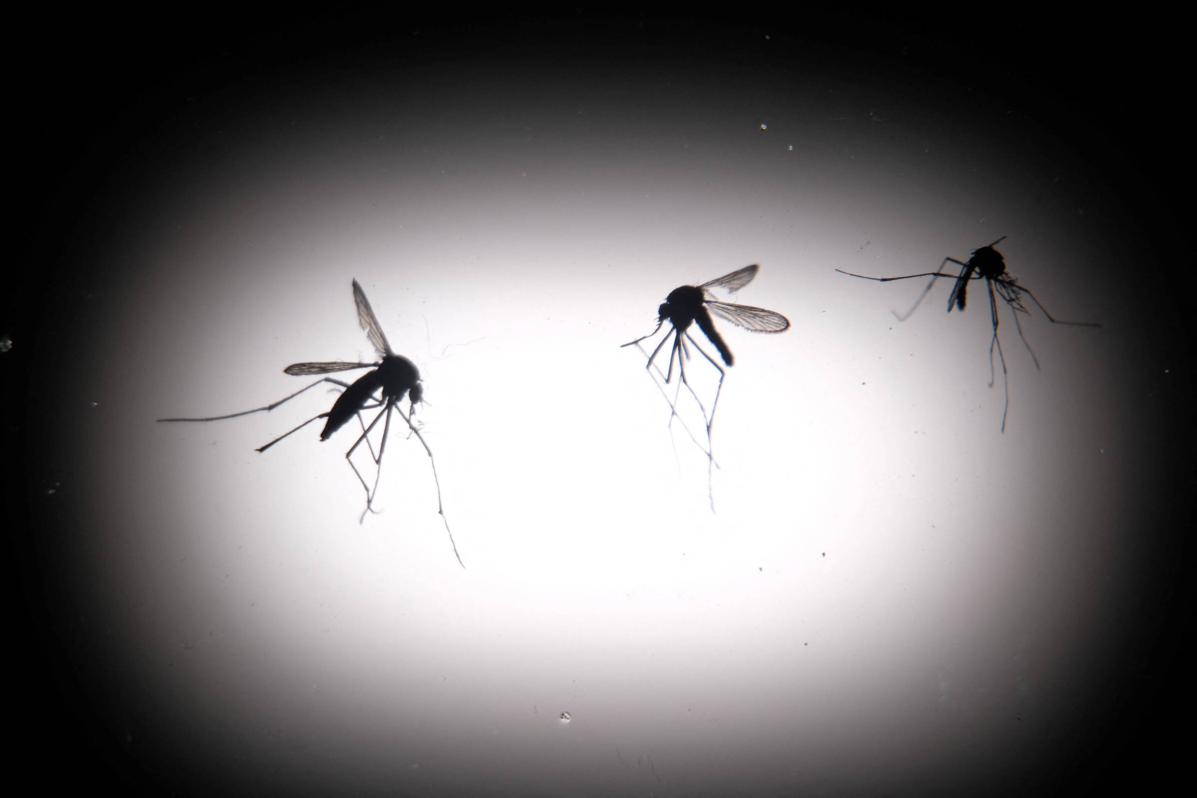 Dengue: menos da metade das doses constam como aplicadas – 20/09/2024 – Equilíbrio e Saúde