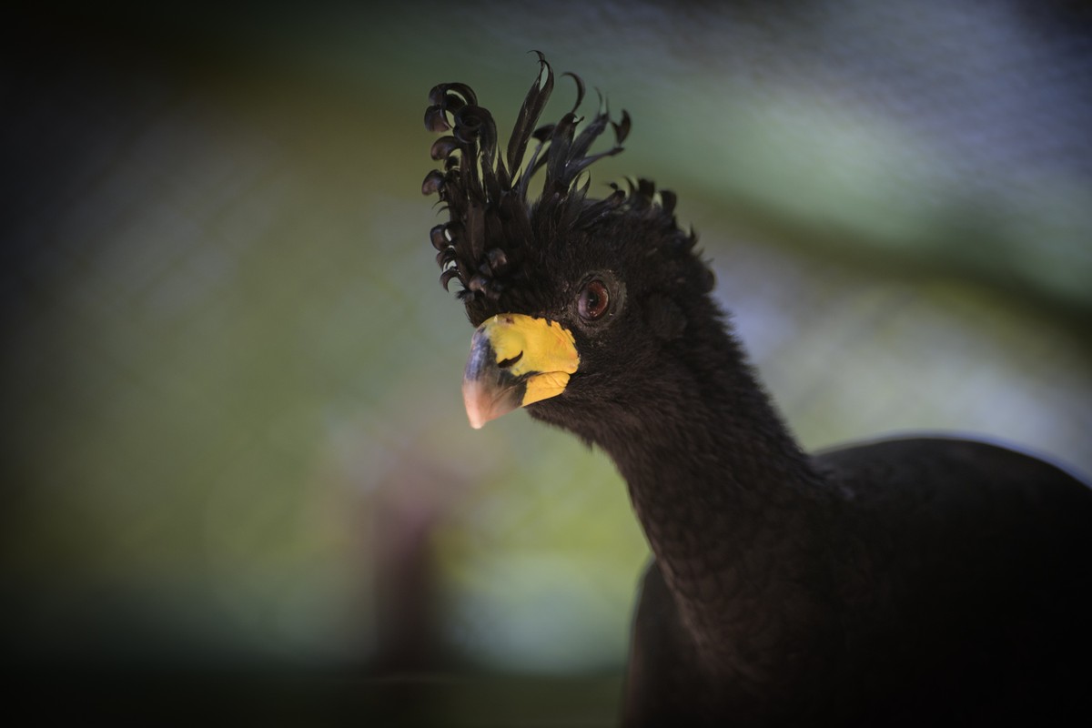 Descendentes de aves ameaçadas de extinção resgatadas há duas décadas por causa da Usina de Porto Primavera são soltos na natureza | Presidente Prudente e Região