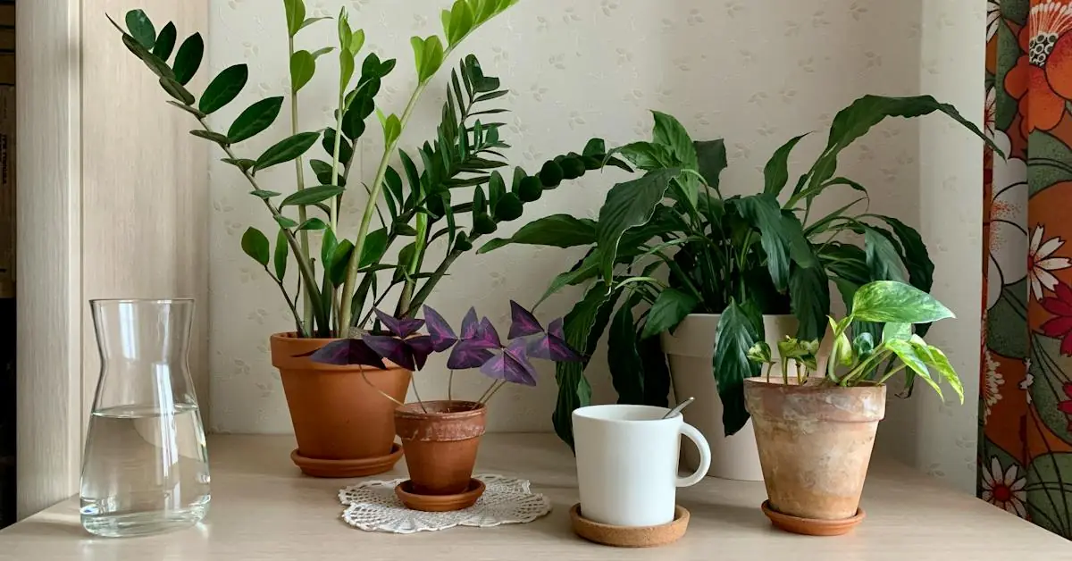 7 plantas que atraem dinheiro, sorte e boas energias