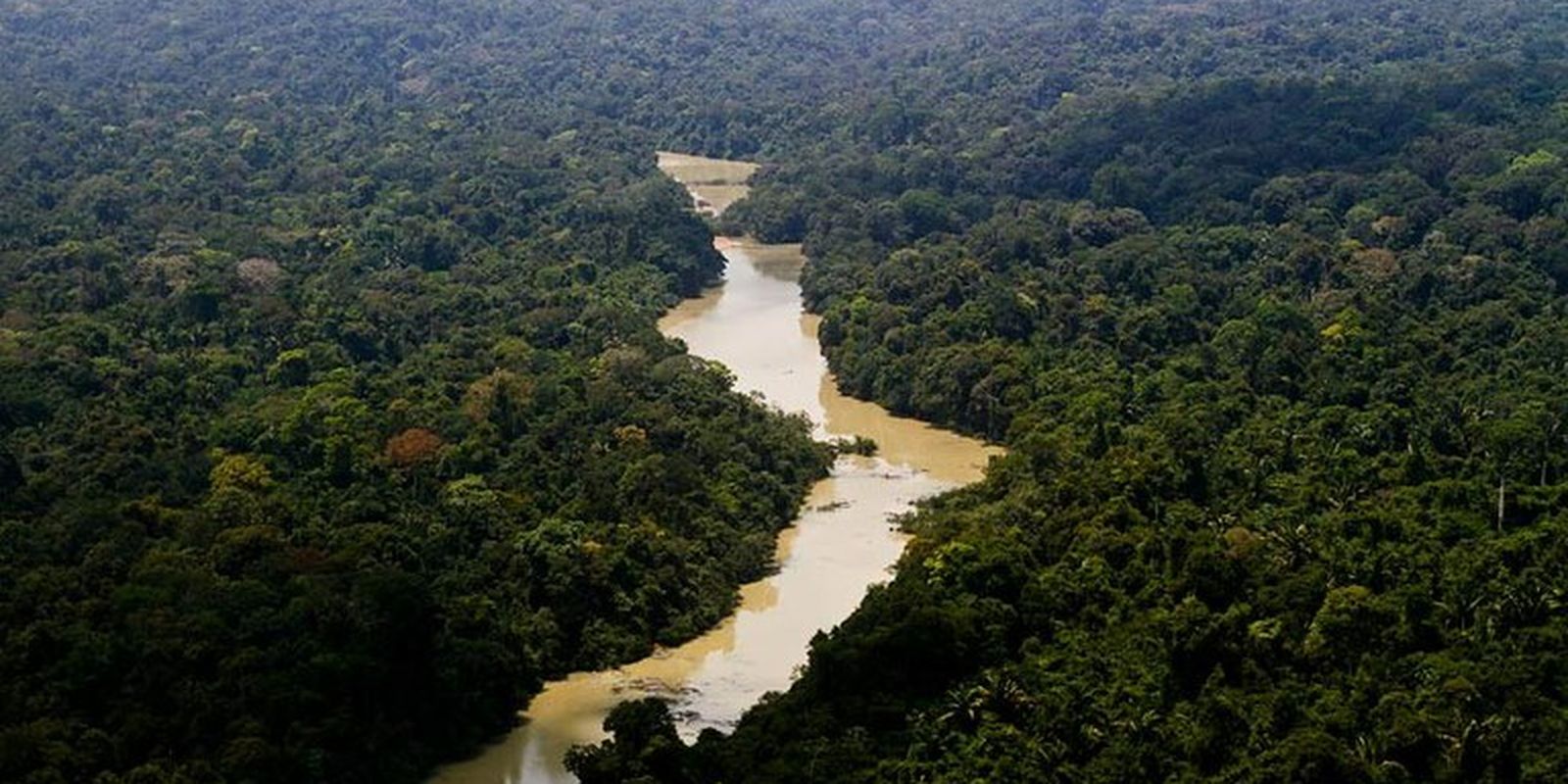 Dia da Amazônia: famílias criam modelo de negócio com restauração