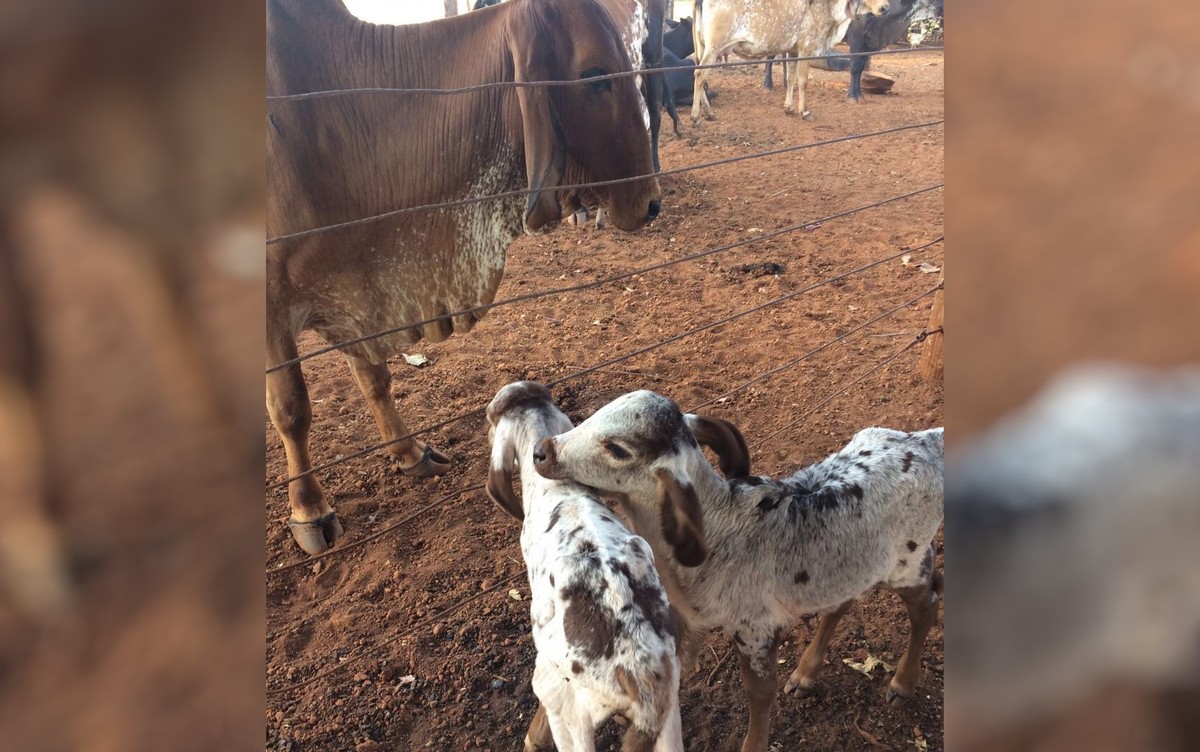 Em caso raro, vaca dá à luz bezerros gêmeos de sexos diferentes em Goiatuba | Goiás