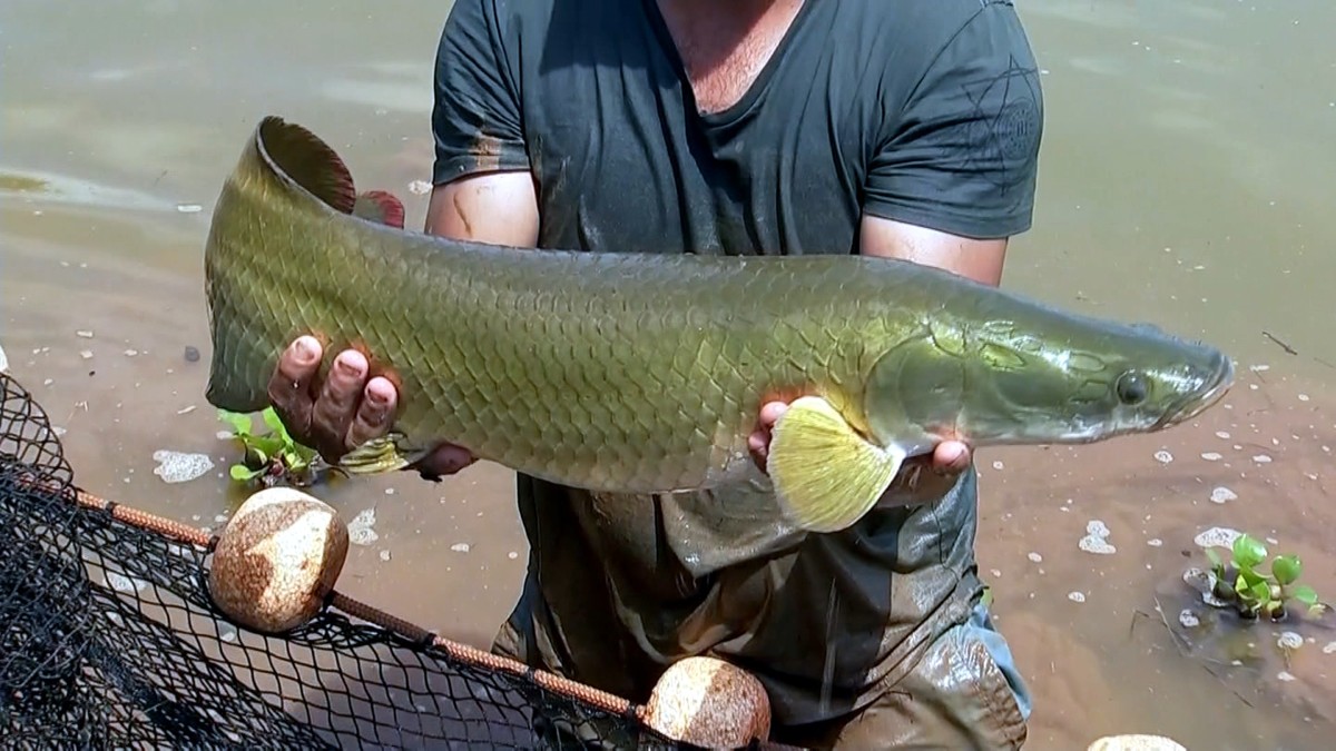 Entenda por que o pirarucu, peixe nativo da Amazônia, é um perigo para os rios de SP