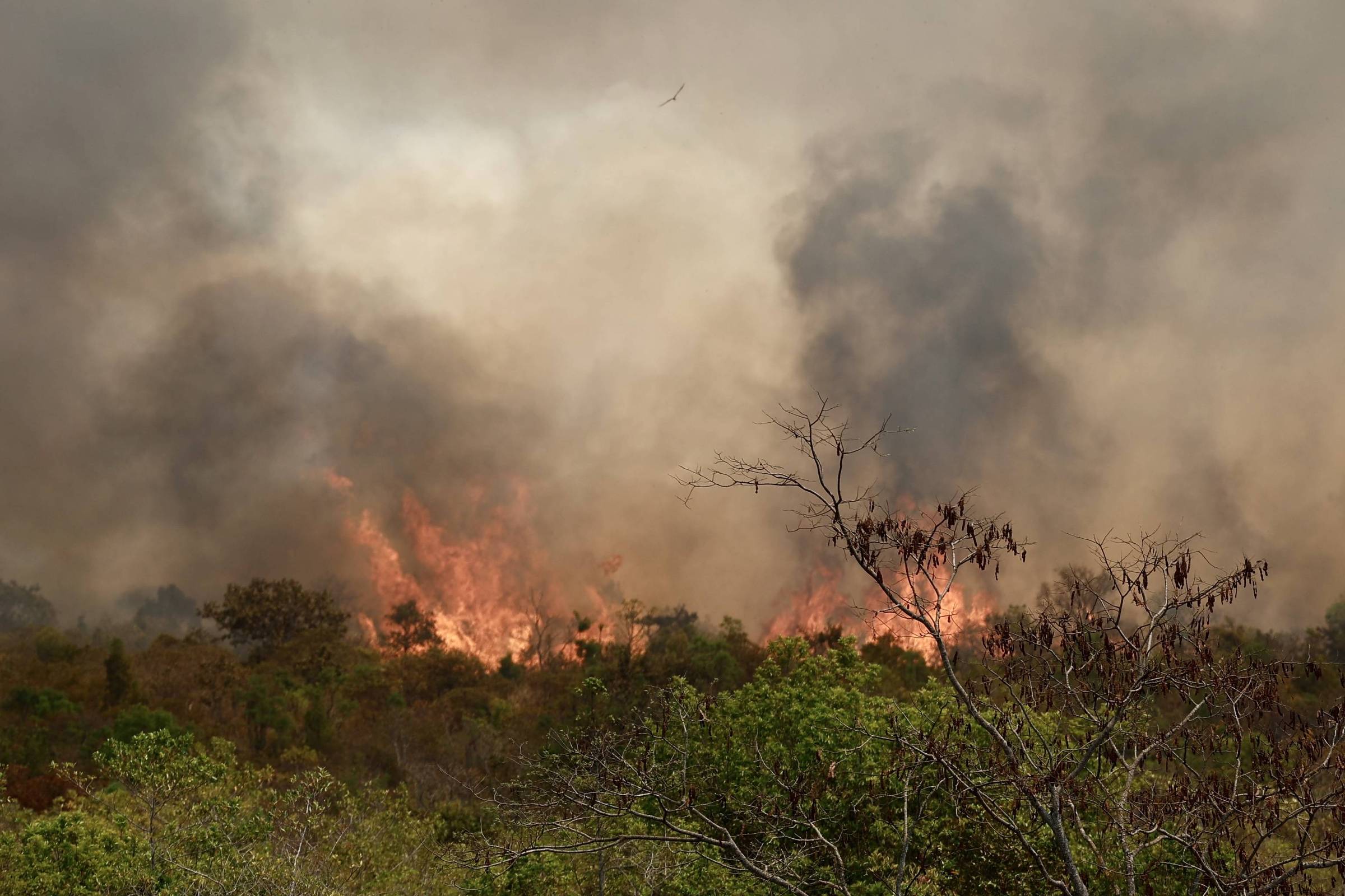 Especialistas pedem penas mais severas para queimadas – 20/09/2024 – Ambiente