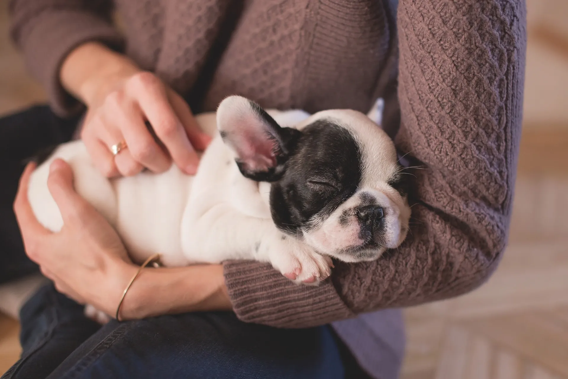 Esta é a raça de cachorro mais pesquisada no Google