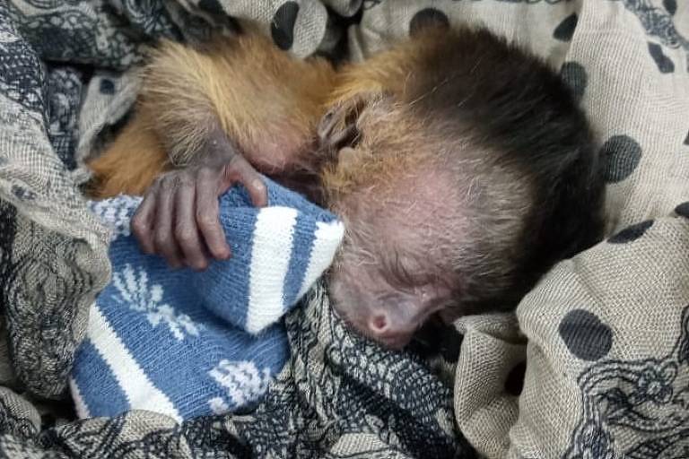 Um filhote de macaco está deitado sobre um pano com estampa de bolinhas pretas e brancas. O macaco tem pelagem marrom e um rosto pequeno, com olhos fechados. Ele segura um pequeno pedaço de tecido azul com listras brancas, parecendo aconchegado e dormindo.