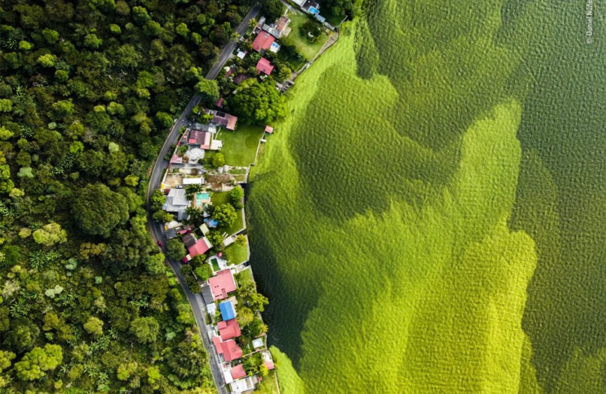 Fotografia de vida selvagem: foto de bololô de abelhas vence concurso internacional | Natureza