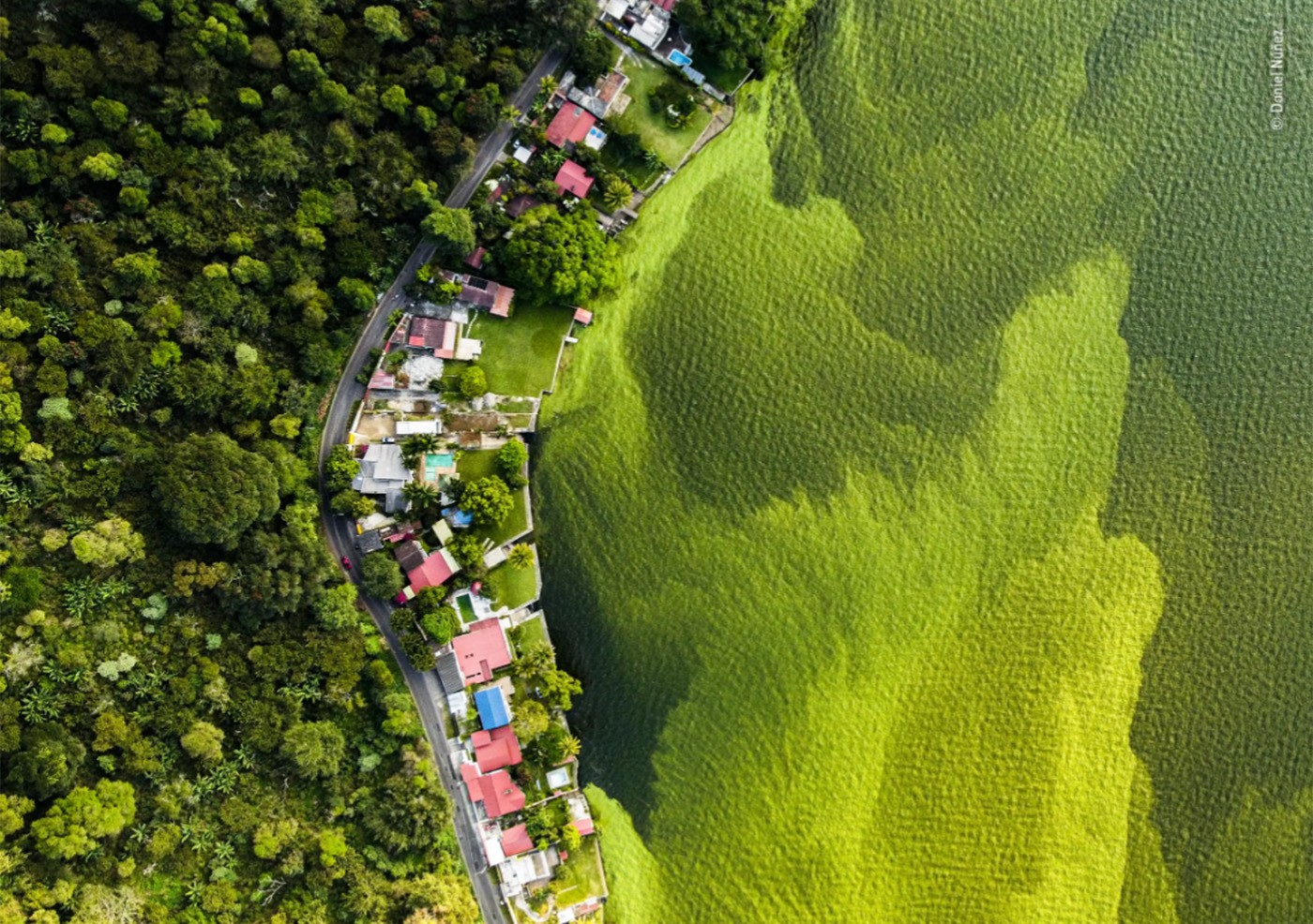 Fotografia de vida selvagem: foto de bololô de abelhas vence concurso internacional | Natureza