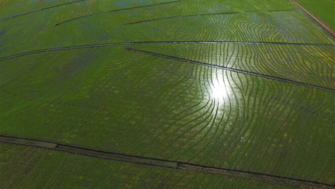 Gaúchos plantam mais arroz e torcem para governo não interferir