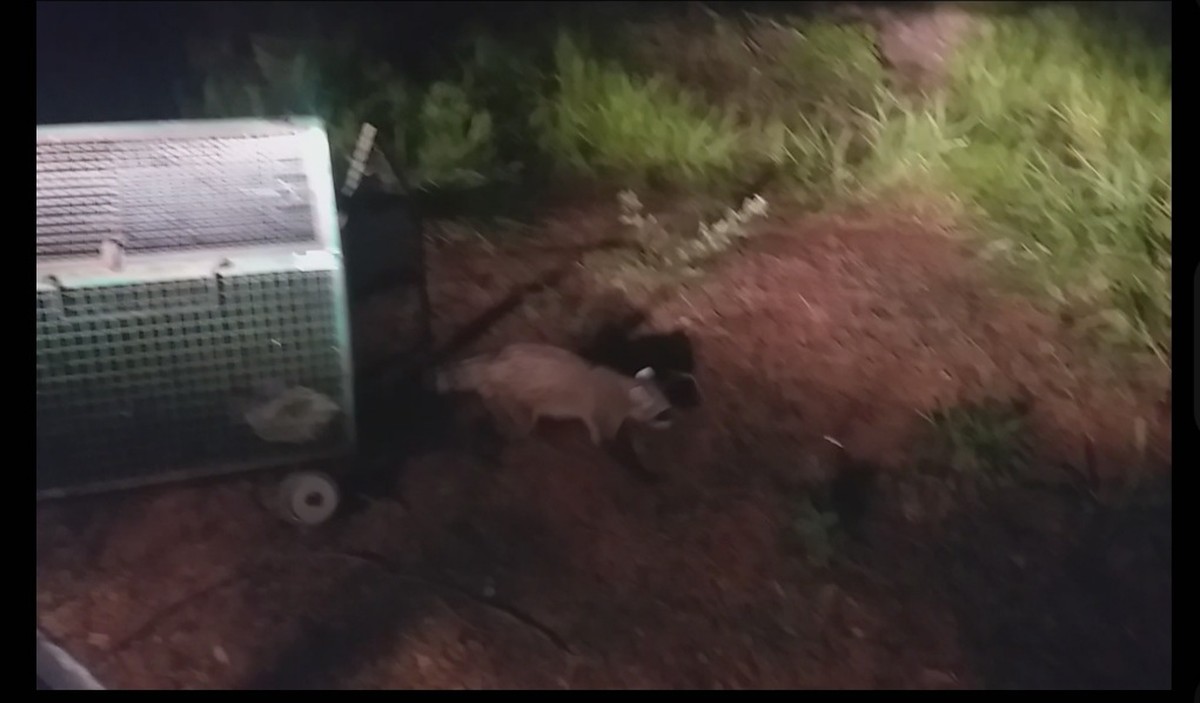 Guaxinim é capturado no Centro de Dracena e solto no Parque Estadual do Rio do Peixe | Presidente Prudente e Região