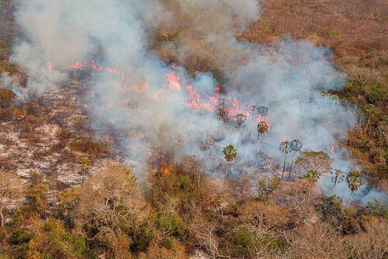 A imagem mostra uma área de floresta em chamas, com fumaça densa se espalhando pelo ar. O fogo é visível em várias partes do solo, onde árvores e vegetação estão queimando. Algumas palmeiras permanecem em pé entre as áreas afetadas, enquanto a vegetação ao redor parece seca e queimada.