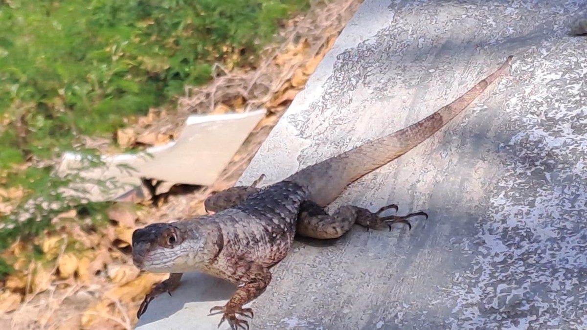 Invasão de nova espécie de lagarto a Fernando de Noronha é investigada por pesquisadores | Viver Noronha