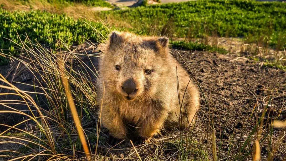 Investigador paranormal e passeador de marsupial: Tasmânia faz ofertas de trabalho inusitadas para atrair turistas