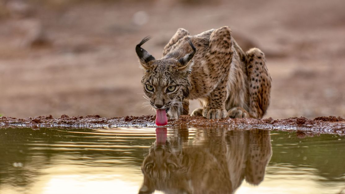 Linces podem ser salvos de extinção na Espanha por cercas virtuais; entenda