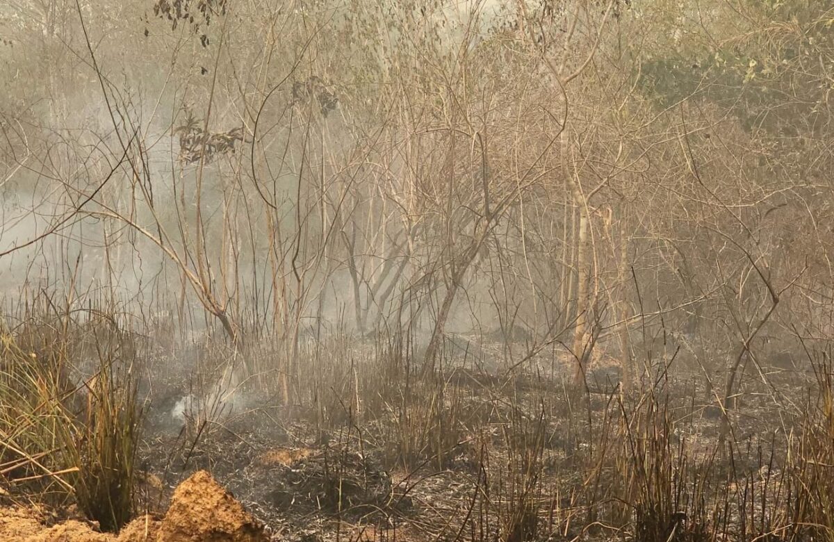 “MP precisa intervir em queimadas na Amazônia“, afirma pesquisador à CNN