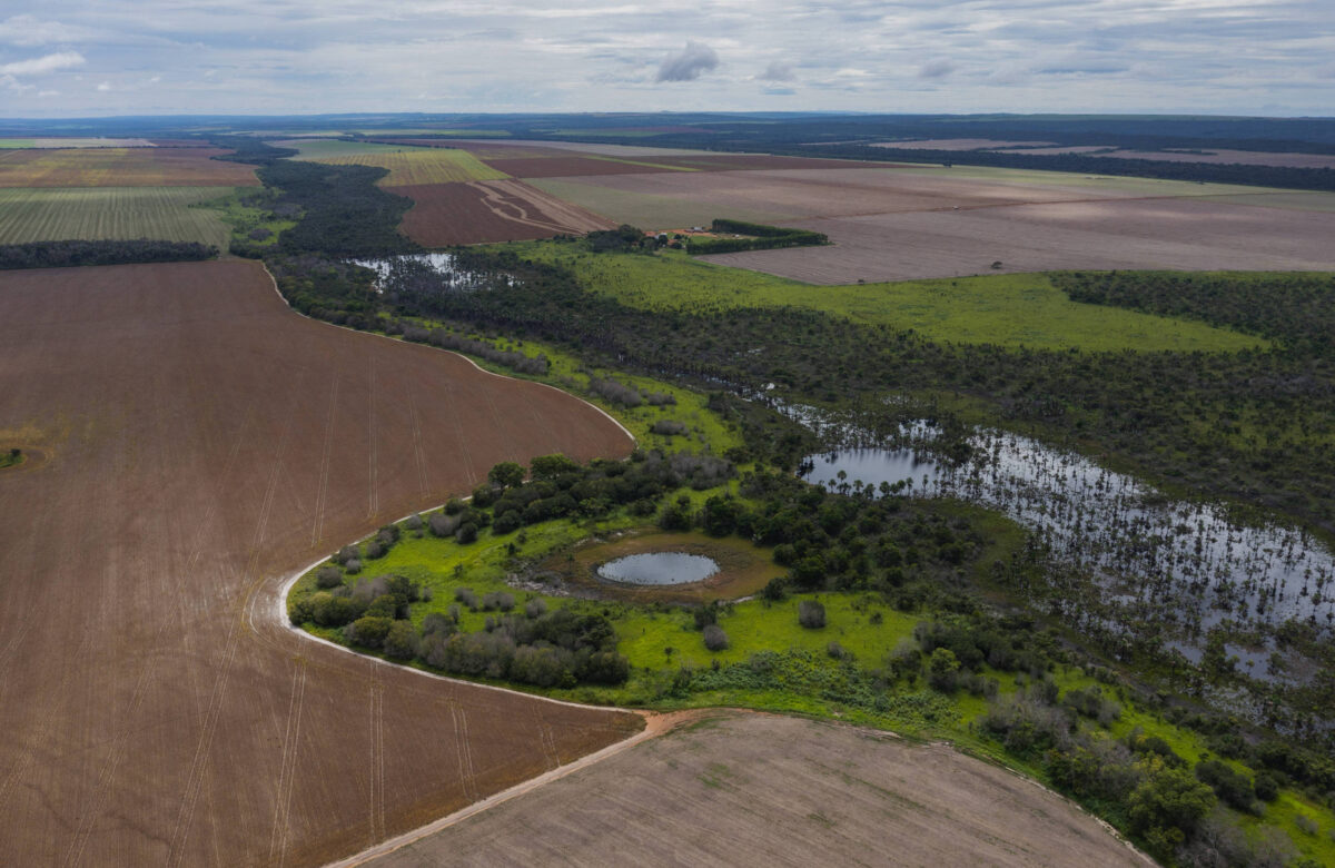 MT libera atividades pecuárias em áreas de preservação – 21/09/2024 – Ambiente