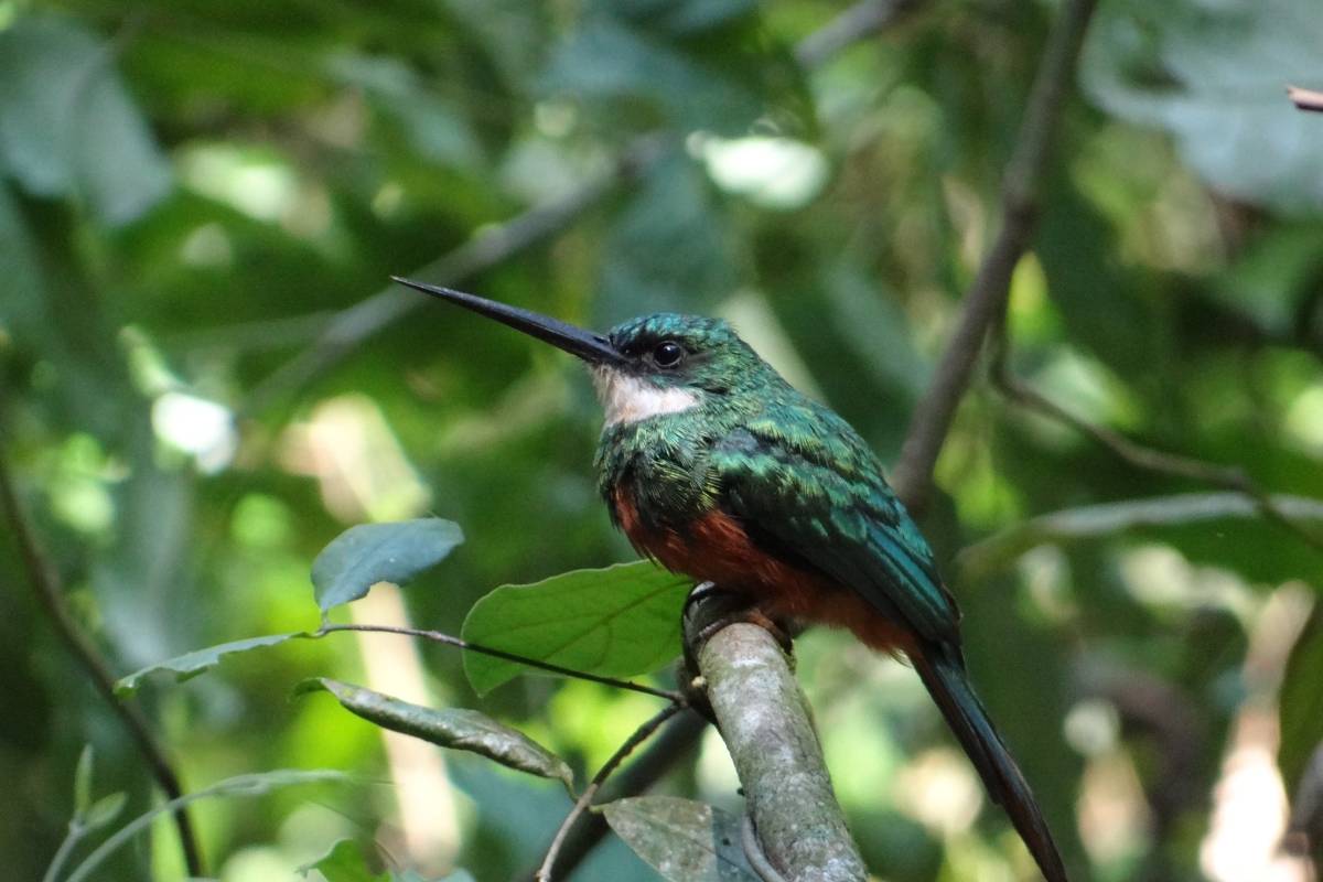 Mata atlântica: desmatamento prejudica diversidade de aves – 29/09/2024 – Ambiente