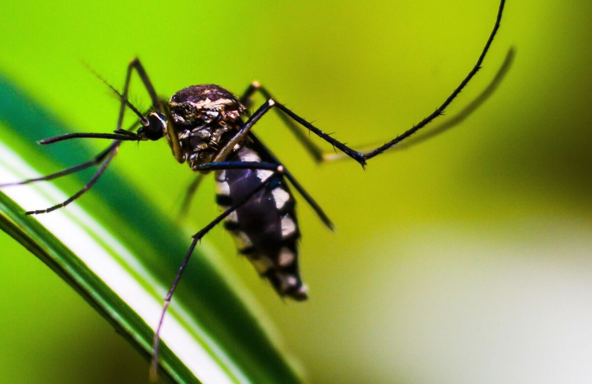 Método Wolbachia contra o Aedes mira cidades da bacia do Paraopeba