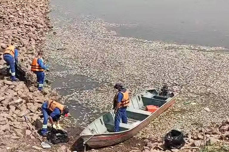 Milhares de peixes morrem e água fica verde na Billings – 11/09/2024 – Cotidiano