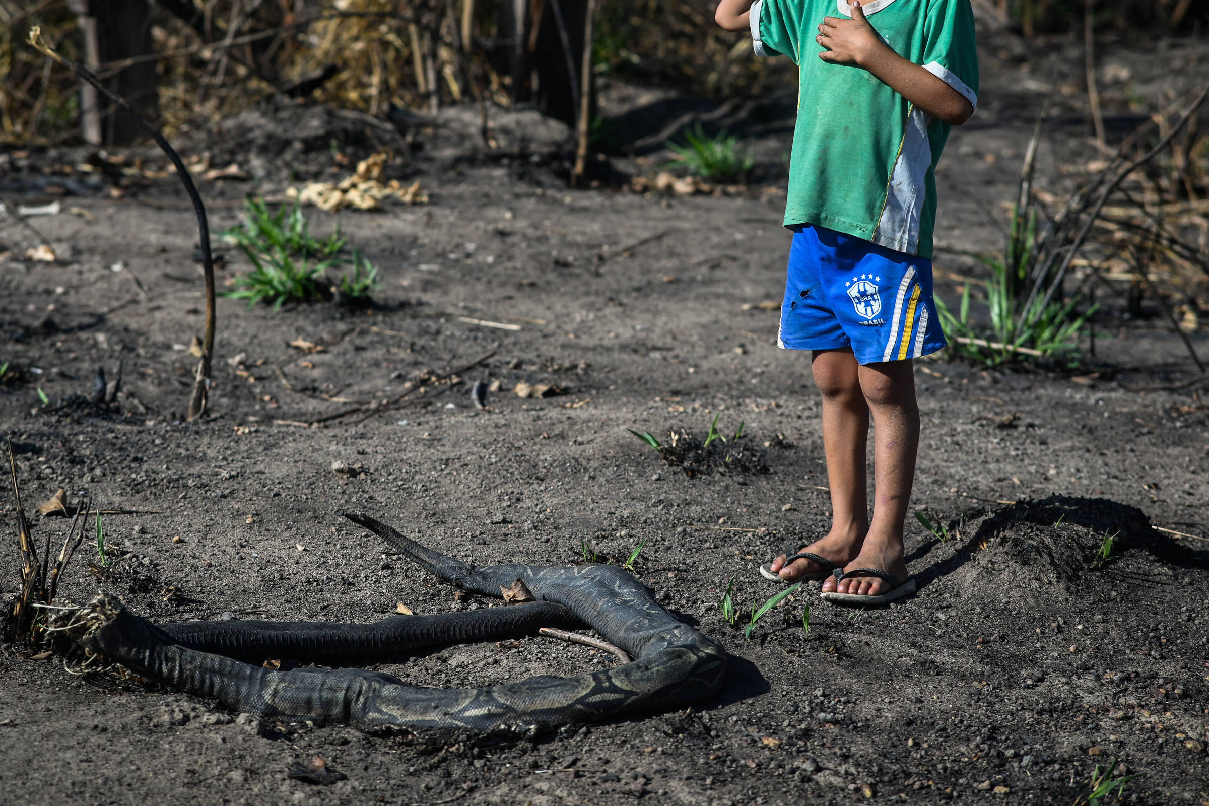 ONG aponta fluxo de gado ilegal a JBS, Marfrig e Minerva – 26/09/2024 – Ambiente