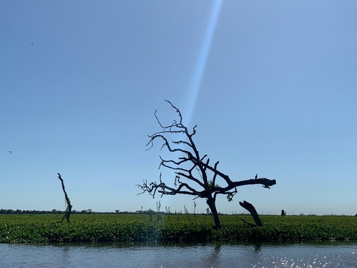 ‘Pantaninho Paulista’: onde a natureza gera e ganha vida | Presidente Prudente e Região