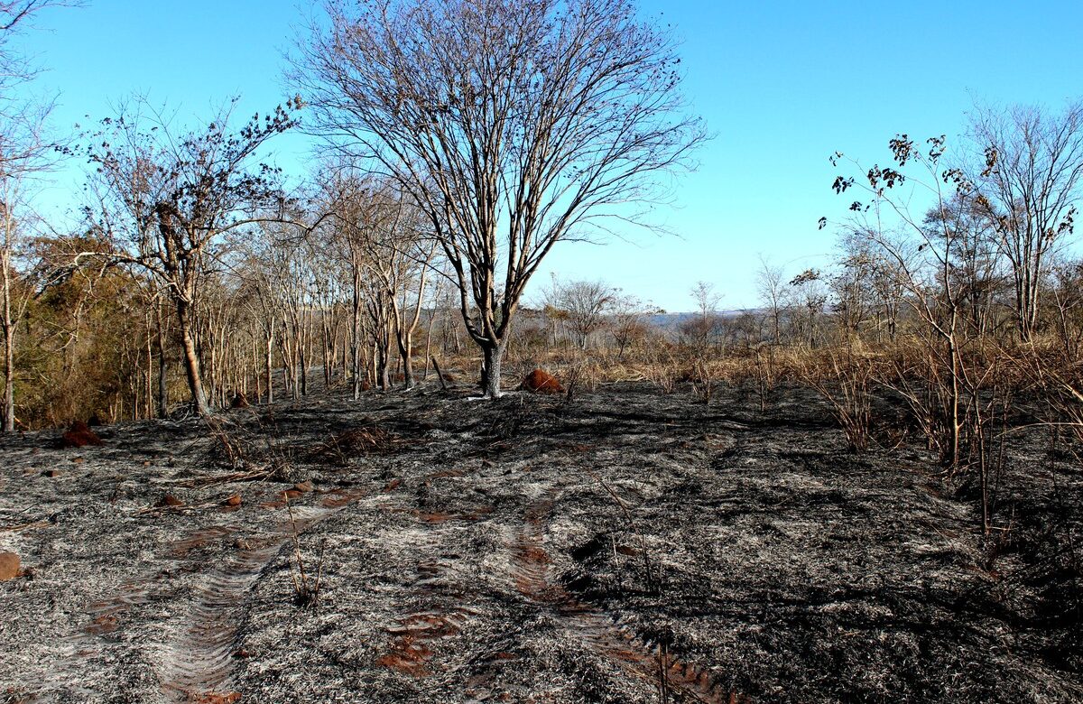 Parque do Pau Furado ainda tem reflexos do incêndio que devastou parte da reserva em Uberlândia | Triângulo Mineiro