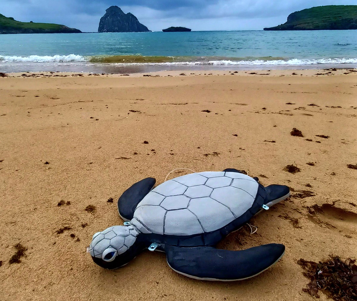 Pesquisa usa réplica de tartaruga para avaliar comportamento de tubarões em Fernando de Noronha