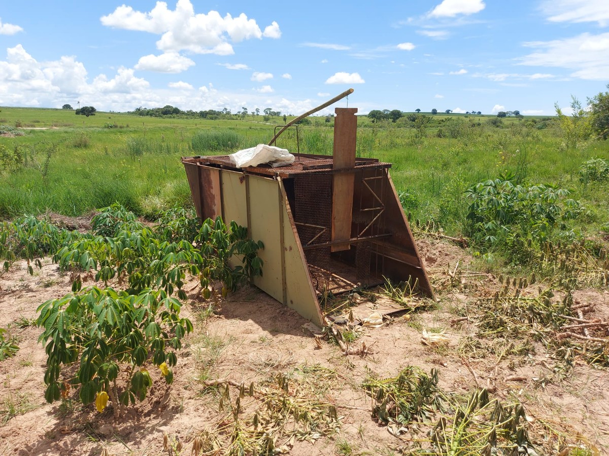 Polícia Ambiental destrói armadilha destinada à caça de javalis em plantação de mandioca em fazenda