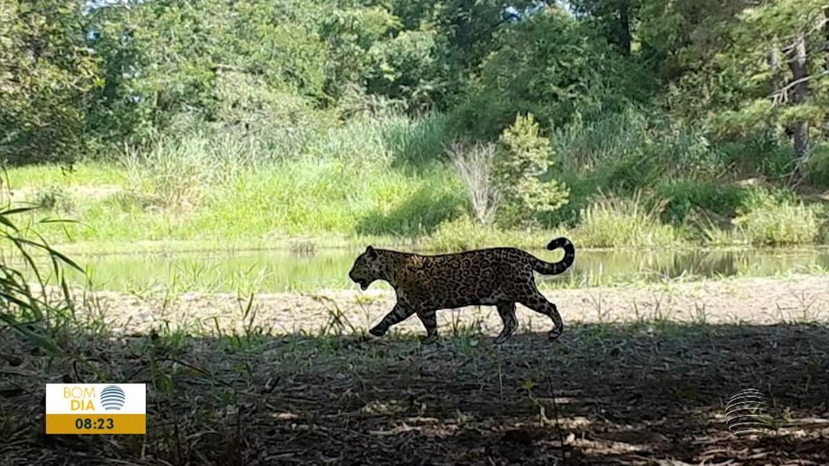 Por meio de 'impressão digital', pesquisadores mapeiam onças-pintadas no Estado de São Paulo