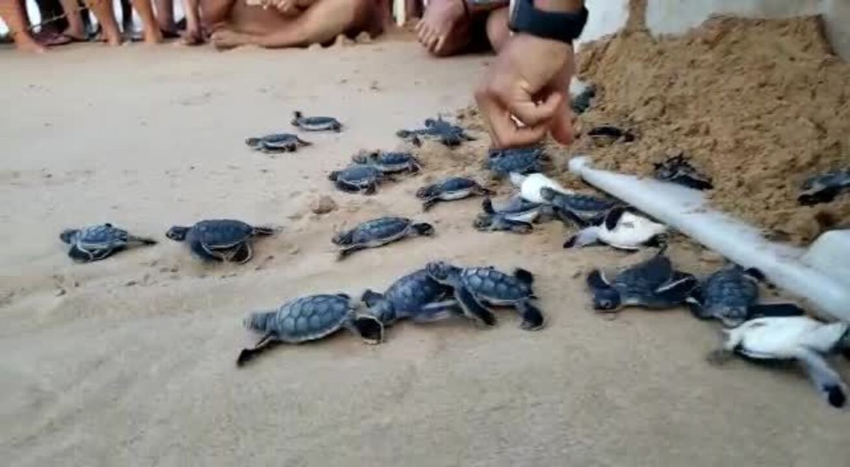 Projeto Tamar faz primeira abertura de ninho de tartarugas da temporada em Fernando de Noronha | Viver Noronha