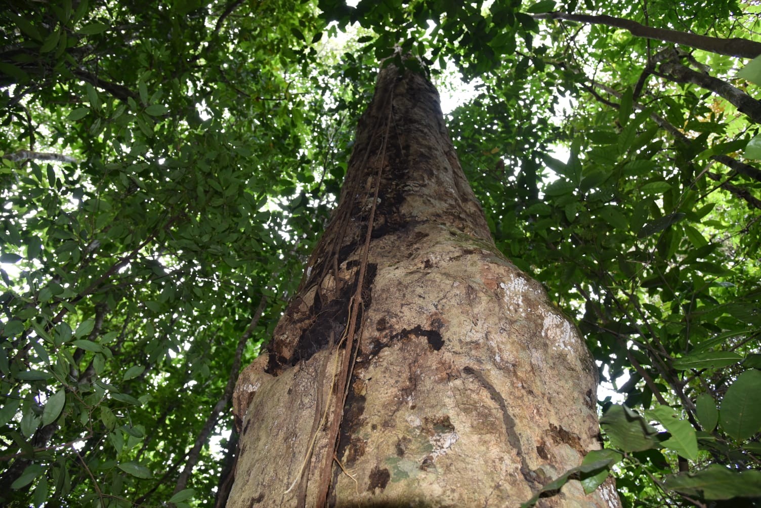 Recém-descoberta, espécie de árvore gigante da Mata Atlântica recebe nome em homenagem a Hermeto Pascoal | Rio de Janeiro