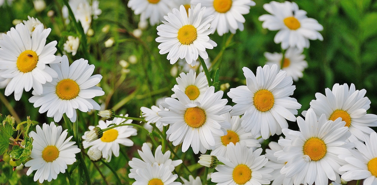 Saiba qual é a flor do seu aniversário e o significado por trás disso