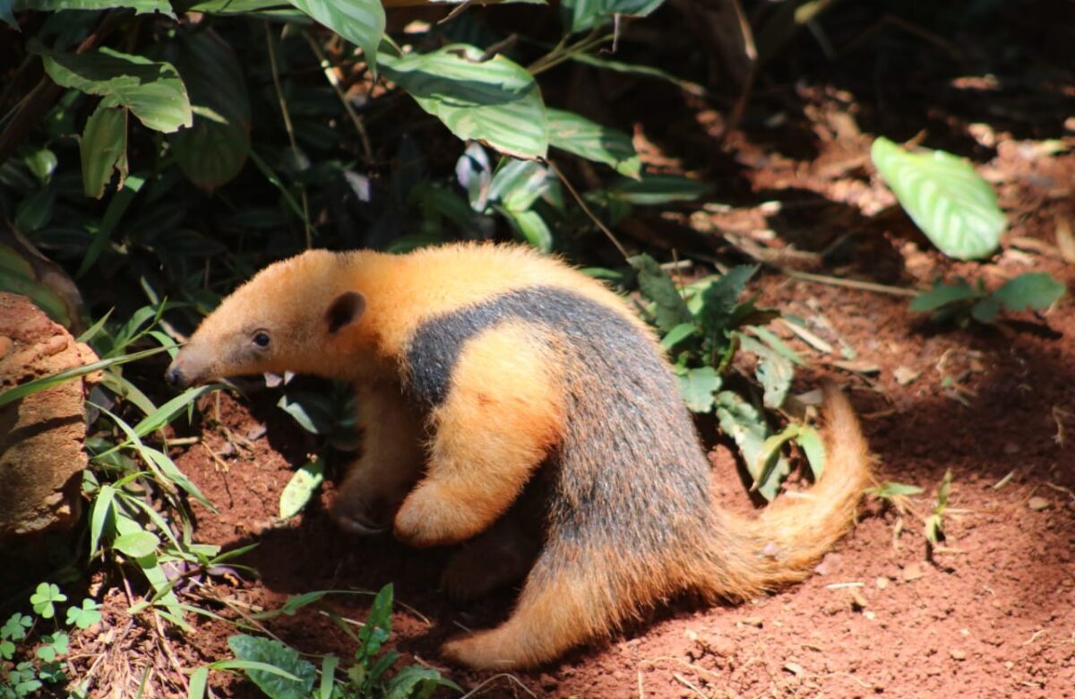 Scott é o nome escolhido para filhote de tamanduá-mirim do Zoológico de Brasília