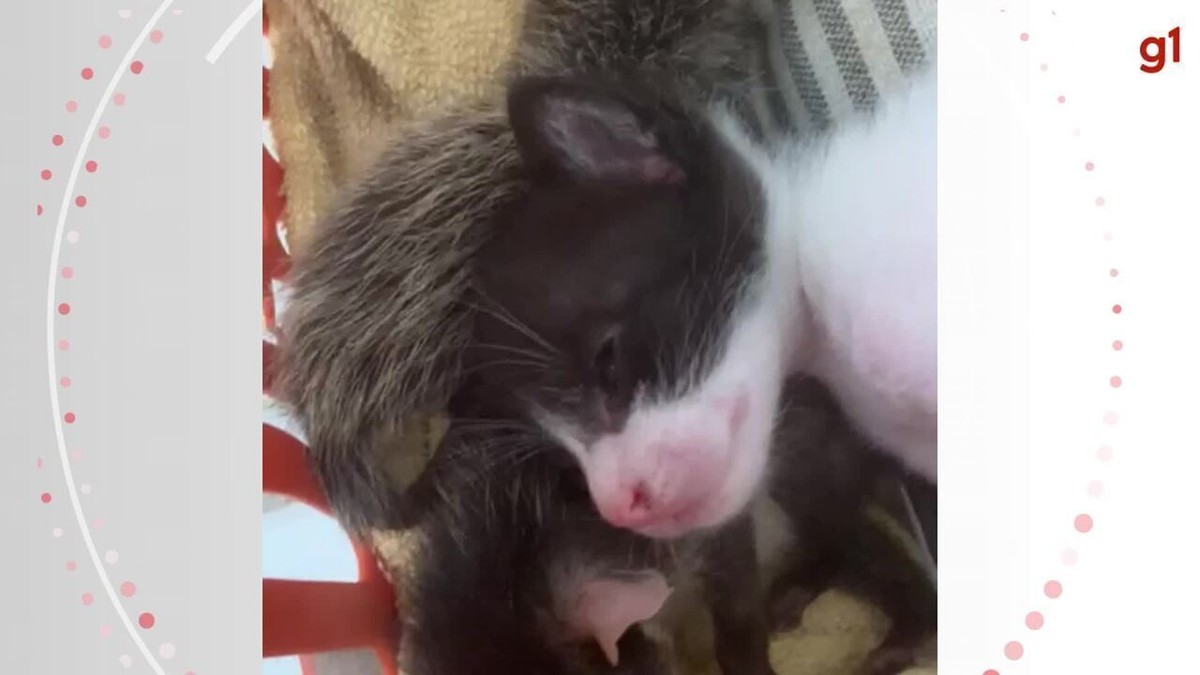 VÍDEO: Gata adota filhotes de gambá abandonados no ES | Espírito Santo