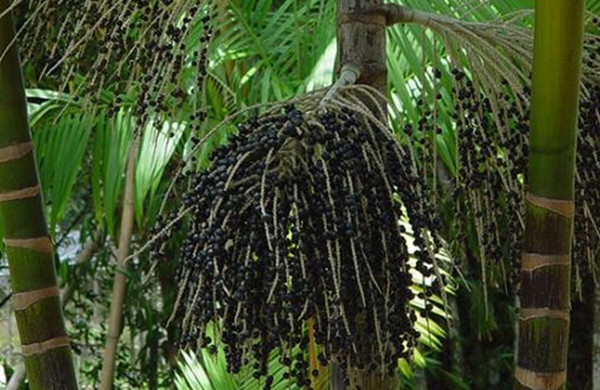 Valor da produção primária florestal aumenta 11,2% em 2023