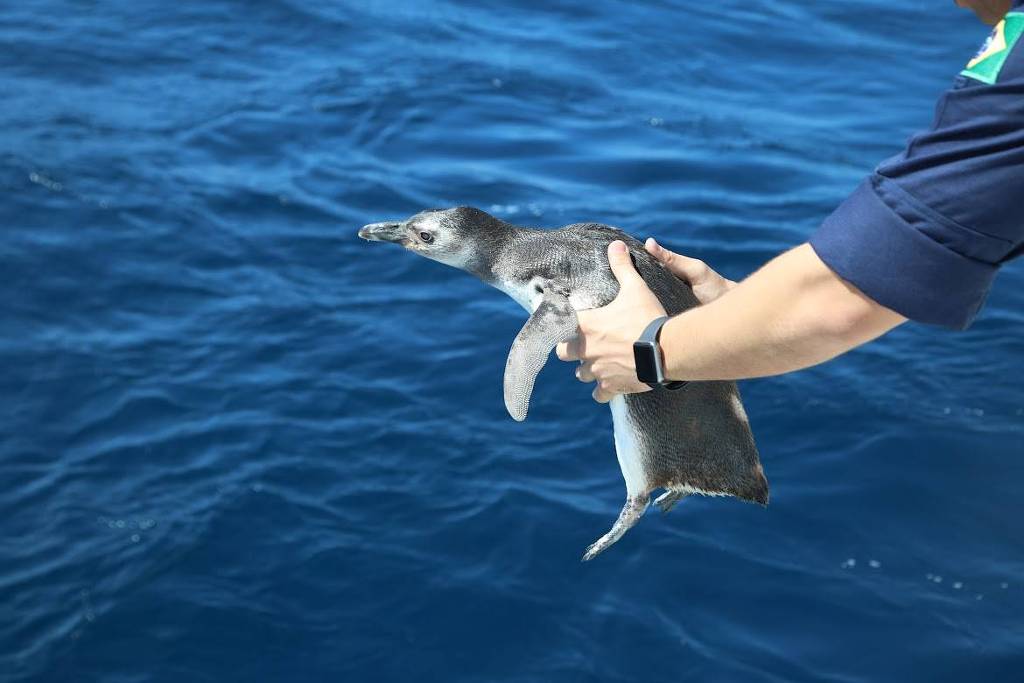 Vídeo: Pinguins reabilitados são devolvidos ao mar no RJ – 04/09/2024 – Ambiente